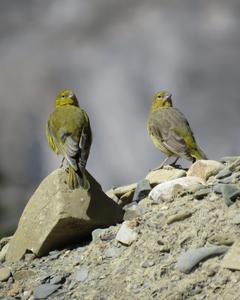 Greenish Yellow-Finch