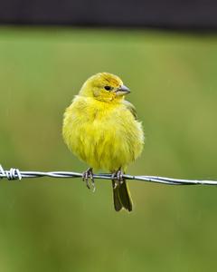 Saffron Finch