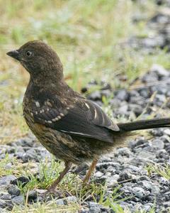 Spotted Towhee (oregonus Group)