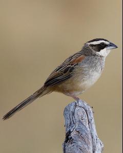 Stripe-headed Sparrow