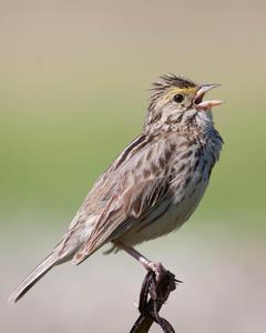 Savannah Sparrow (Western)