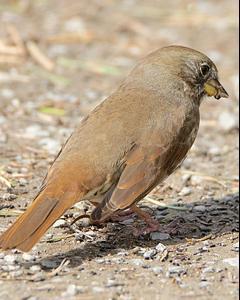 Fox Sparrow (Sooty)