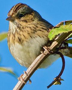 Lincoln's Sparrow