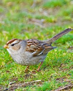 White-crowned Sparrow (Yellow-billed)