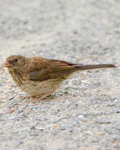 Dark-eyed Junco (Oregon)