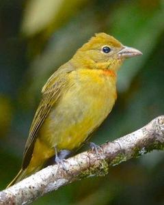 Summer Tanager (Eastern)