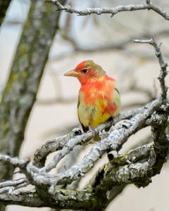 Summer Tanager (Eastern)