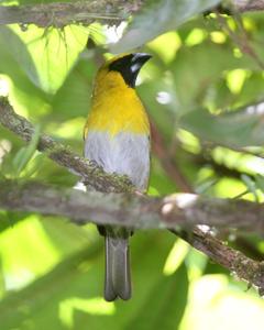 Black-faced Grosbeak