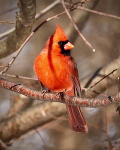 Northern Cardinal (Long-crested)