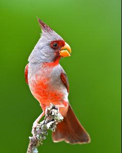 Pyrrhuloxia