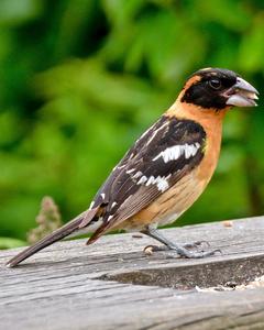 Black-headed Grosbeak