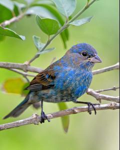Indigo Bunting