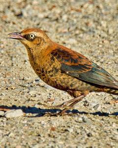 Rusty Blackbird