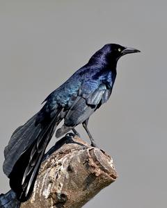 Great-tailed Grackle