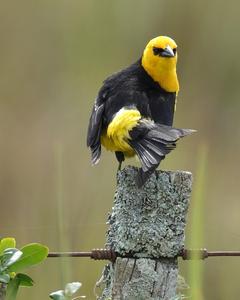 Saffron-cowled Blackbird