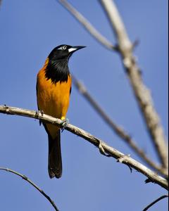 Venezuelan Troupial