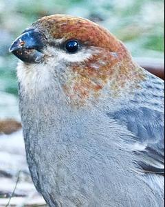 Pine Grosbeak