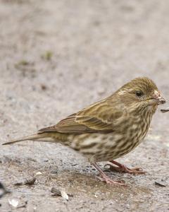 Purple Finch (Western)