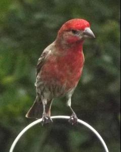 House Finch (Common)