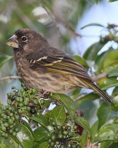 Thick-billed Seedeater