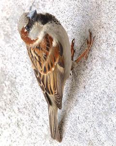 House Sparrow