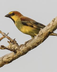 Plain-backed Sparrow