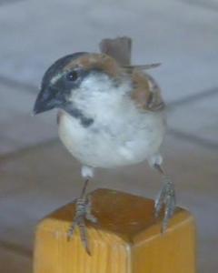 Cape Verde Sparrow