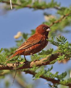 Chestnut Sparrow