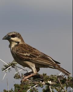 Donaldson-Smith's Sparrow-Weaver