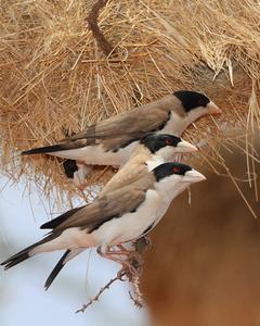 Black-capped Social-Weaver