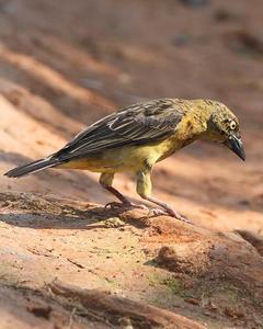 Vieillot's Weaver