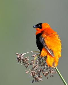 Northern Red Bishop