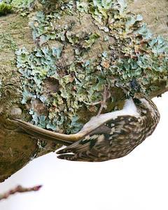 Brown Creeper (occidentalis Group)