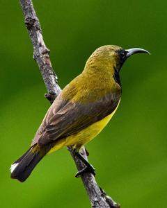 Olive-backed Sunbird (Olive-backed)