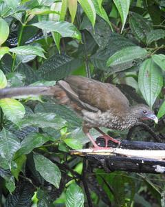 Speckled Chachalaca