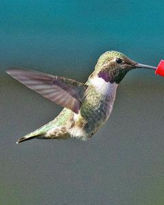 Black-chinned x Anna's Hummingbird (hybrid)