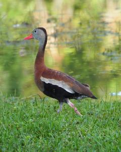 Black-bellied Whistling-Duck (fulgens)