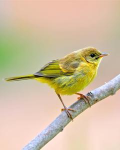 Common Yellowthroat (arizela Group)