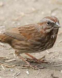 Song Sparrow (rufina Group)