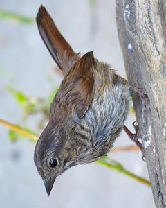 Song Sparrow (rufina Group)