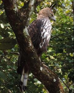 Changeable Hawk-Eagle (Crested)