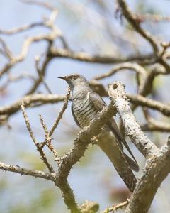 Himalayan/Oriental Cuckoo
