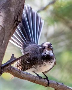 Gray Fantail (Australian)