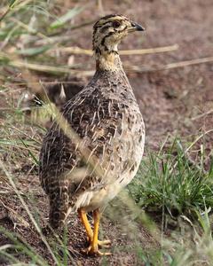 Coqui Francolin (Plain-breasted)
