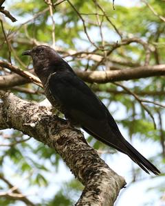 Black Cuckoo (Rufous-throated)