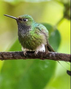 Booted Racket-tail (White-booted)