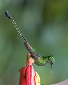 Booted Racket-tail (Peruvian)