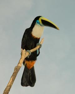White-throated Toucan (Cuvier's)