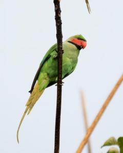 Long-tailed Parakeet (Andaman)