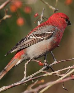 Pine Grosbeak (Pacific Northwest)